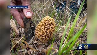 CDC issues warning for morel mushroom seekers amid foraging season