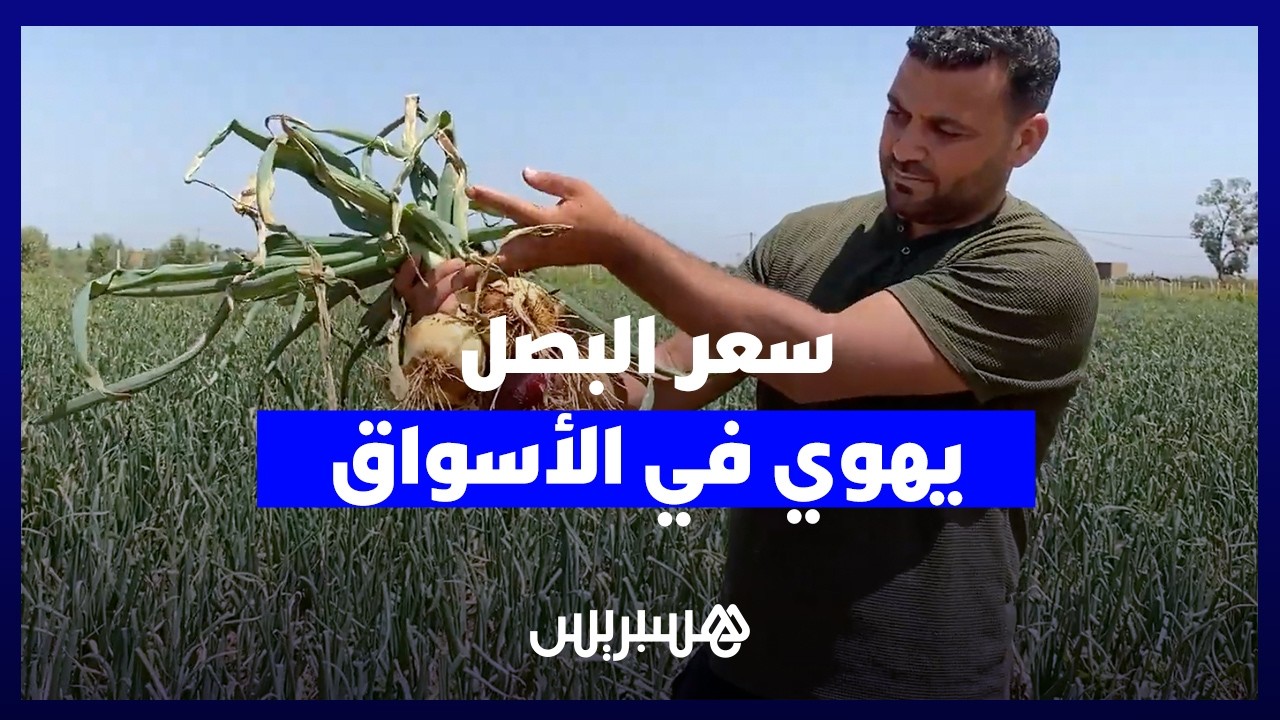 في ظل ندرة اليد العاملة الفلاحية.. وفرة الإنتاج والمستورد يهوي بسعر البصل في الأسواق thumbnail