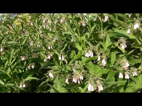 comfrey