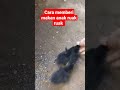 Cara Memberi Makan Anak Ruak Ruak Burungruakruak Burunghantu Burungruwakruwak