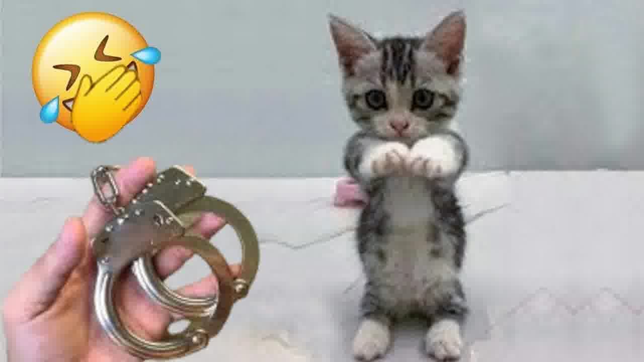 So Funny! Funniest Cats and Dogs 2024 🐱 Funny And Cute Animal Videos 2024 😻