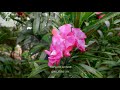 Nature Flowers Explore In World In Flowers Feel Whatsapp Status Tamil Music