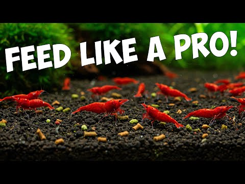 The Ultimate Guide to feeding YOUR Cherry Shrimp đŠ