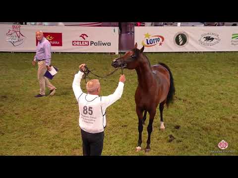 N 85 PRINS   2020 PRIDE OF POLAND   42nd Arabian Horse National Show   2 3 Years Old Colts Class 5