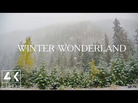 10 HOURS of Snow Falling on Forest Trees - 4K TV Screensaver with Wintertime Scenery