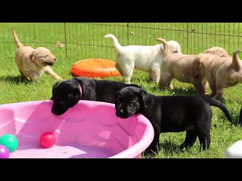 Guide Dog Foundation Virtual Tour Campus Tour