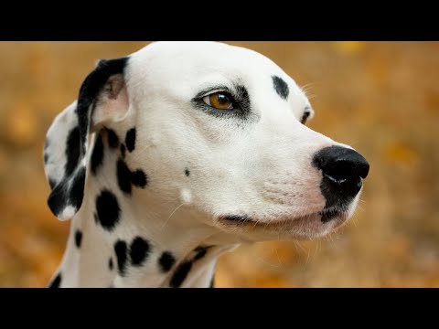 10 Signs a Dalmatian is the Ideal Dog for You