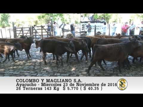 23-11-16 Venta de Hembras - Colombo y Magliano S.A. - Ayacucho