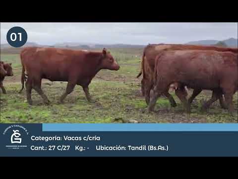 Lote Vc Con Cría - Tandil Bs As
