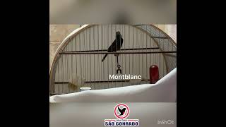 Galador Montblanc 