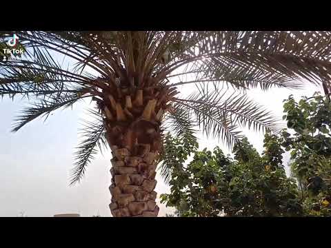 Cek Buah Kurma Muda di Taman Rawdah Riyadh Saudi, Mirip Kurma Ajwa