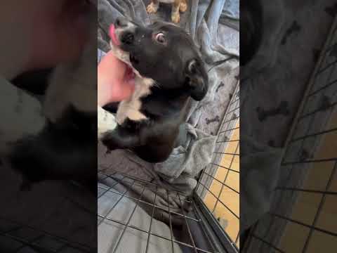 Amy Rose, an adoptable Shih Tzu & Cattle Dog Mix in Phoenix, AZ_image-1