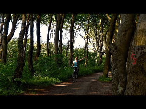 Through the ghost forest Nienhagen