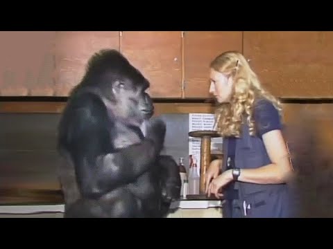 Le 10 scimmie più geniali immortalate dalla telecamera