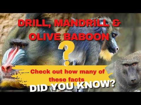 How Many Facts Do You Know About Drill Monkeys, Mandrills, and Olive Baboons?