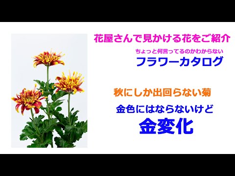 園芸 お花屋さんの菊、秋菊