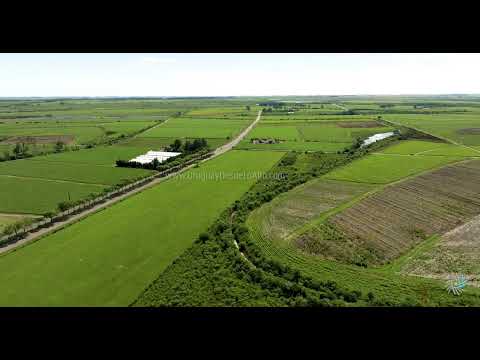 Video aéreo sobre plantaciones de caña azúcar de Alur y Calnu, departamento de Artigas M3 15263 81