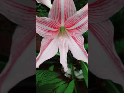 Lilly Flower || Lilly || Deesha's Dream World || Shorts..