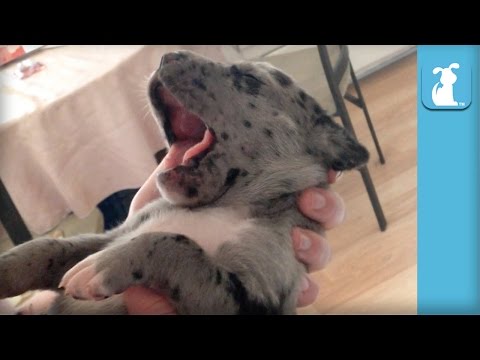 ¿Has visto a un cachorro de Dogo alemán o Gran danés?