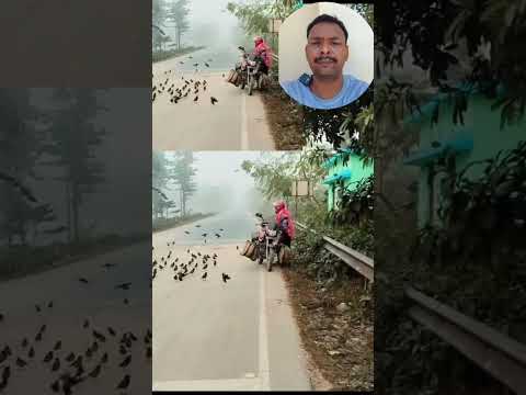 हर रोज़ चिड़ियों को दाना देने आता है ये इंसान ❤️#Birds #Nature #Kindness #Wildlife #ViralVideo