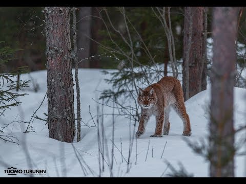 Ilves, lynx, lodjur