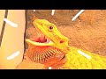 Gangsters Paradise But It S Rexy