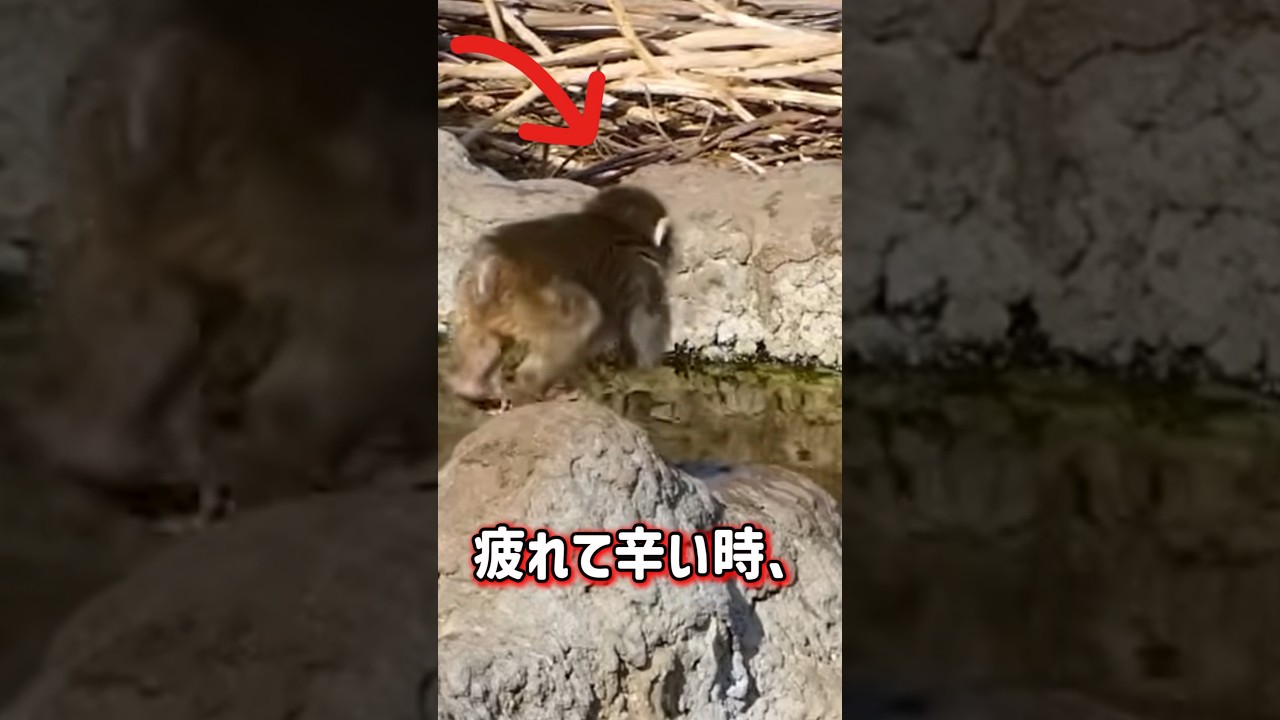 パンチが癒やされる方法