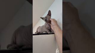 冷蔵庫の上で甘える猫スルタン【スフィンクス】