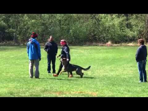 Devka Obedience 4.21.2018