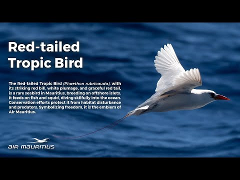 Red Tailed Tropic bird