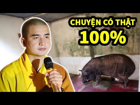 Chuyện có thật 100% về con HEO tại Chùa Thanh Hòa (Bình Phước)