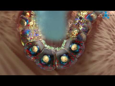 Rabeprazole - Mechanism of Action