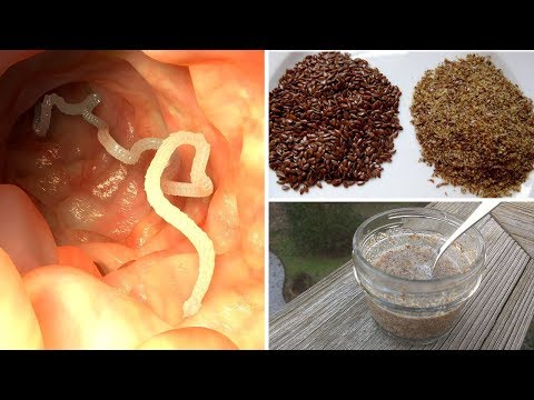 Enterobius vermicularis nematode