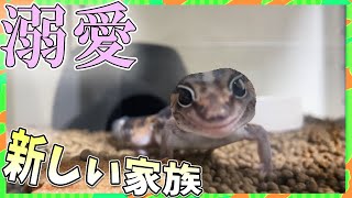 遂にお迎え!ベイビーのまんまるお目目のご紹介!【ニシアフ】【African fat tailed gecko】