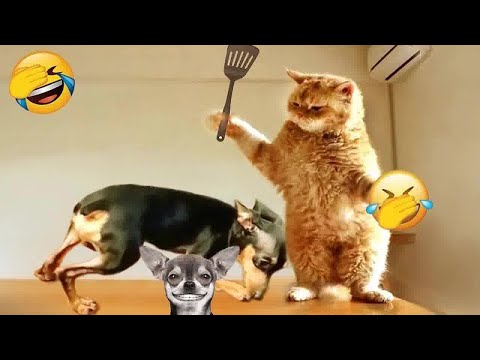 🐶 So Funny! Funniest Cats and Dogs 😸🙀 Best Funny Animal Videos 2024 😘