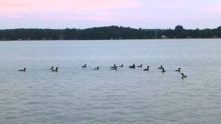 Warning cry of the Loons / Great Northern Divers
