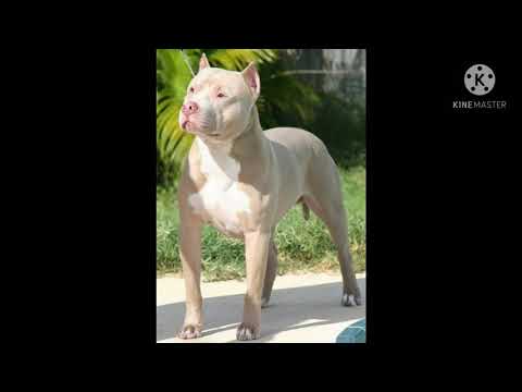 pittbull cute dog