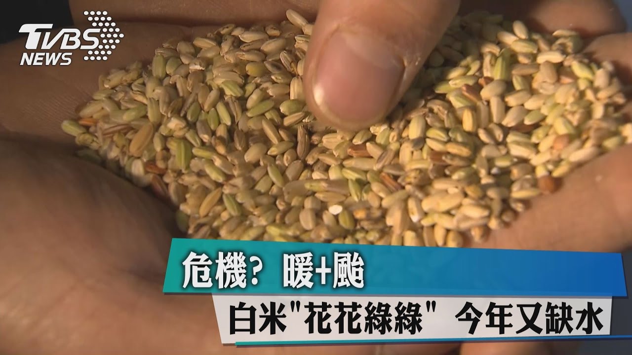 危機？高溫+颱風讓白米「花花綠綠」　今年又缺水