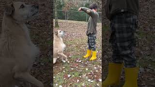 Video preview image #1 Mutt Puppy For Sale in Rockaway, NJ, USA