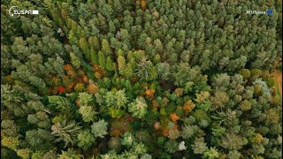 Unlocking the Power of Copernicus for Parametric Insurance | AXA Climate