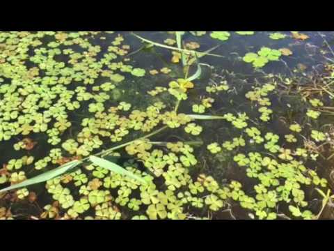 Marsilea sp (Nardoo)