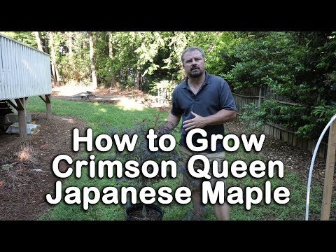 How to grow Crimson Queen Japanese Maple (Crimson Laceleaf Weeping Japanese Maple)