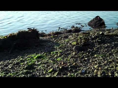 Purple Laver Seaweed  (Porphyra) with Tidepool Tim of Gulf of Maine, Inc.