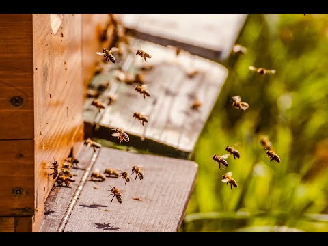 🔴Relaxing bee sounds against depression!🔴