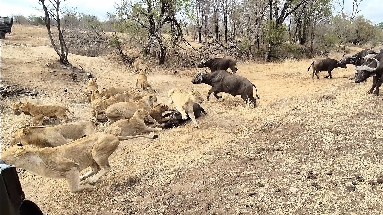 An EPIC SIGHTING! Battle between lions and buffalo 🦁🐃🤠