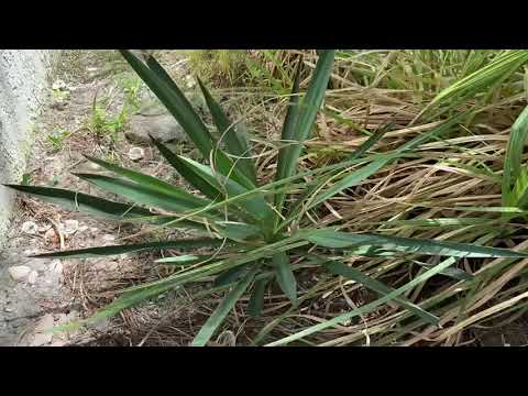 Beware! The dangers of the Yucca plant.
