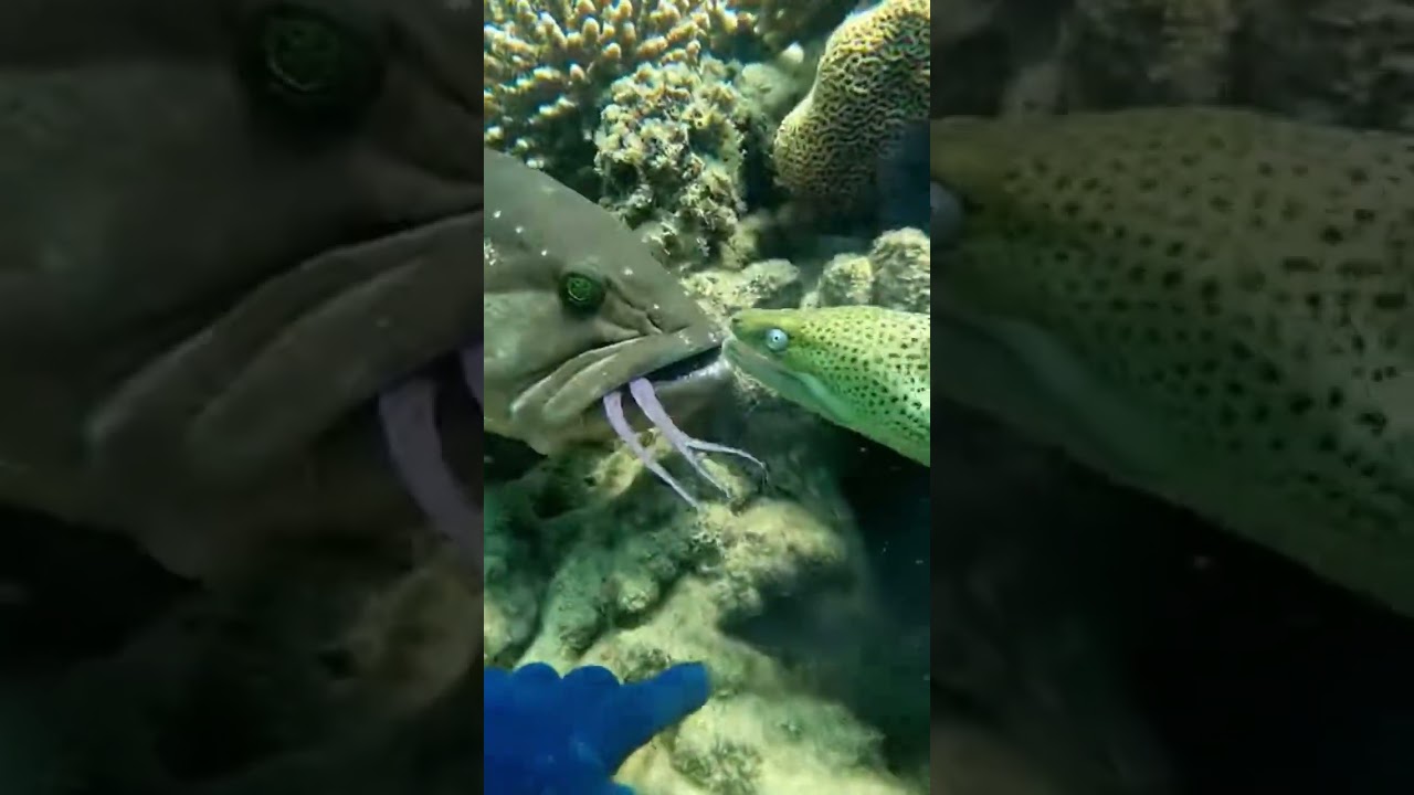 Torn Apart in Silence