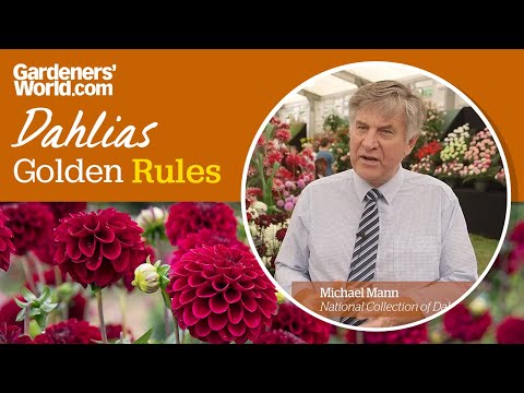 , title : 'Caring for dahlias - Golden Rules'