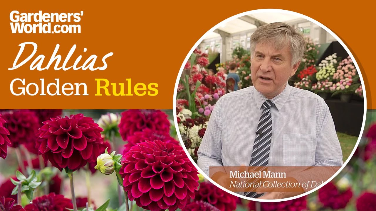 Caring for dahlias - Golden Rules
