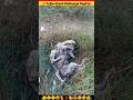 Dog Baby Puppy Friendship Love React Shorts Insaniyat Dog Puppy Animals Funny Shortvideo